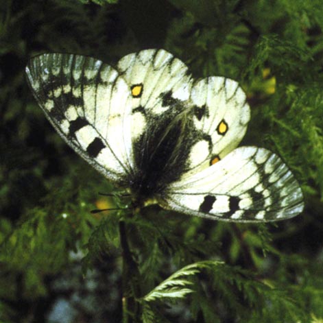 Parnassius ariadne in nature, color image