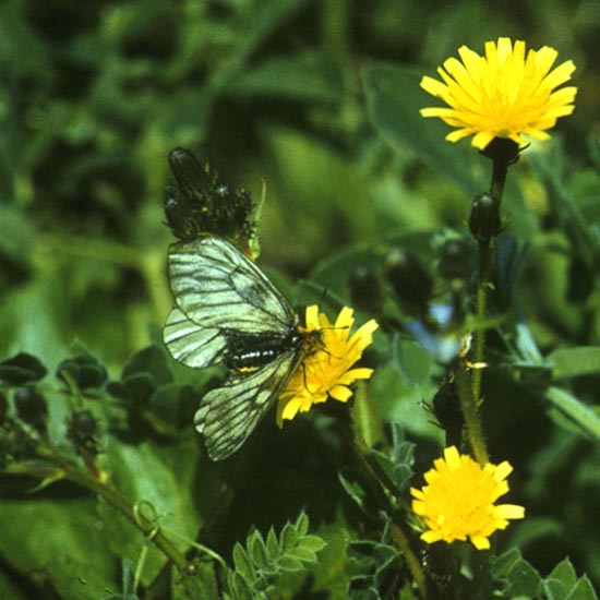 Parnassius hoenei in nature, color image