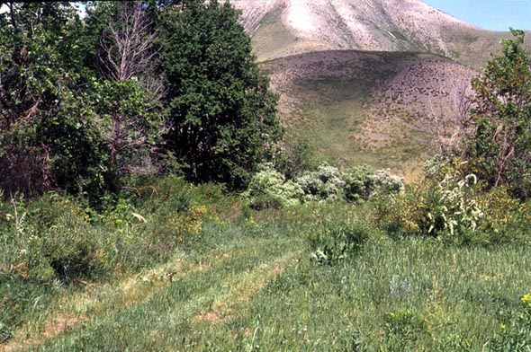 Habitat of Parnalius polyxena, color image