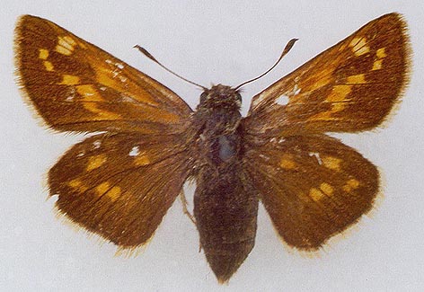 Hesperia comma lena, color image