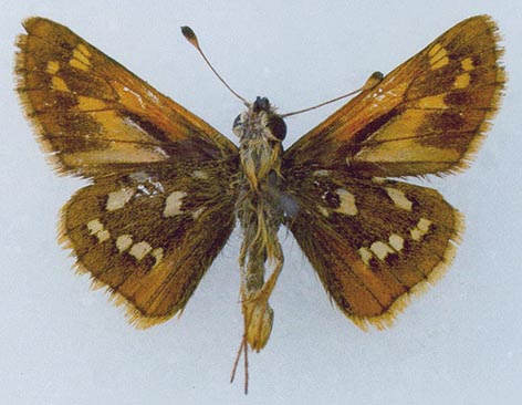 Hesperia comma lena, color image