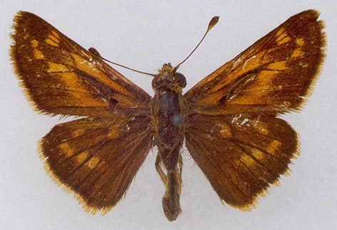 Hesperia comma lena, color image