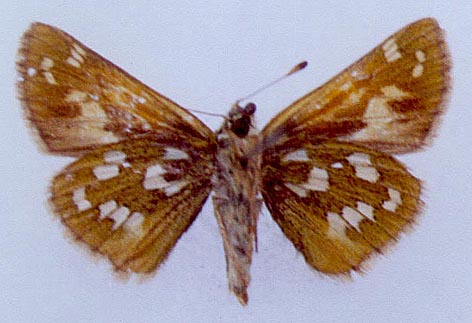 Hesperia comma lena, color image