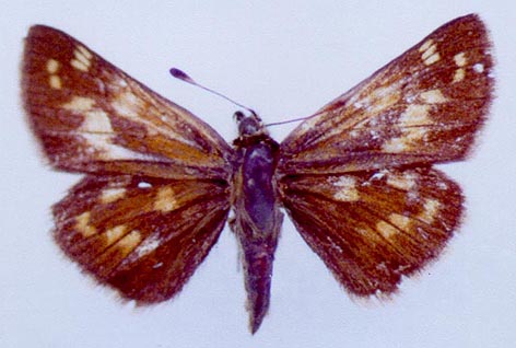 Hesperia comma lena, color image