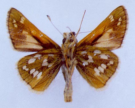 Hesperia comma lena, color image