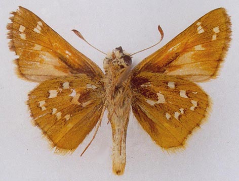 Hesperia comma planula, color image