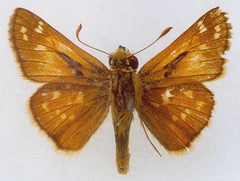 Hesperia comma planula, color image