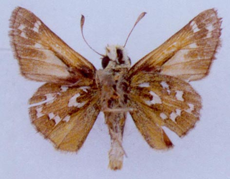 Hesperia comma planula, color image