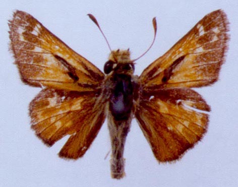 Hesperia comma planula, color image