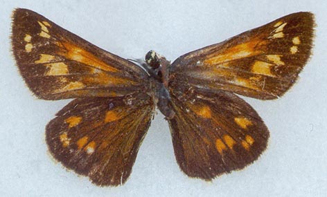 Hesperia comma shushkini, holotype, color image