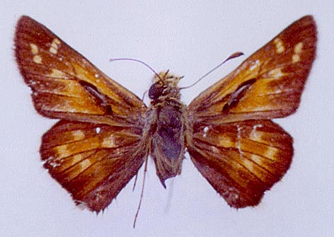 Hesperia comma shushkini, color image