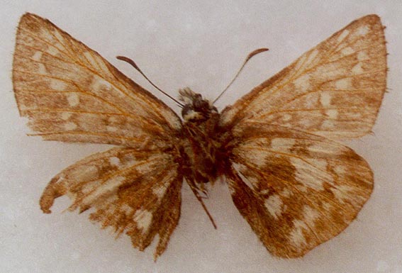 Pyrgus chapmani, underside, color image