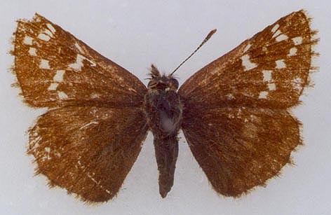 Pyrgus serratulae shukshini, color image