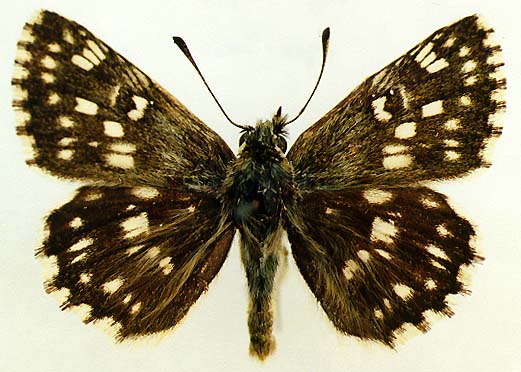 Syrichtus protheon, upperside, color image