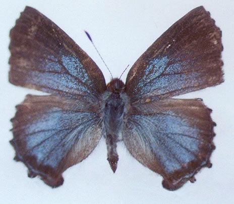 Ahlbergia inopinata, color image