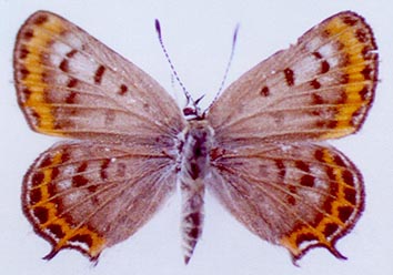 Athamanthia japhetica, color image