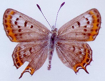 Athamanthia japhetica, paratype, color image