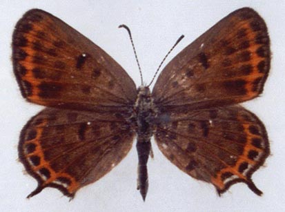 Athamanthia sogdiana, color image