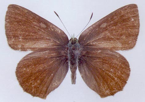 Callophris titanus, color image