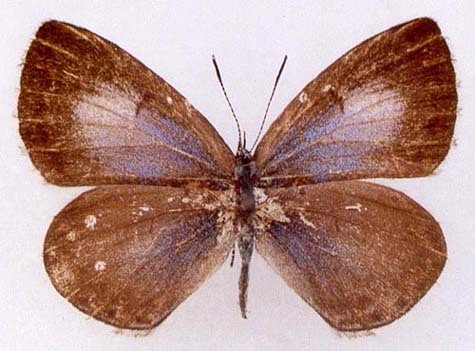 Celastrina fedoseevi, color image