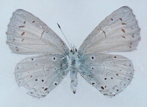 Celastrina phellodendroni, color image