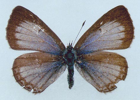 Celastrina phellodendroni, color image