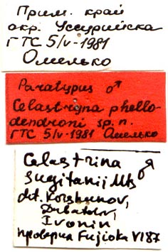 Paratype labels, color image