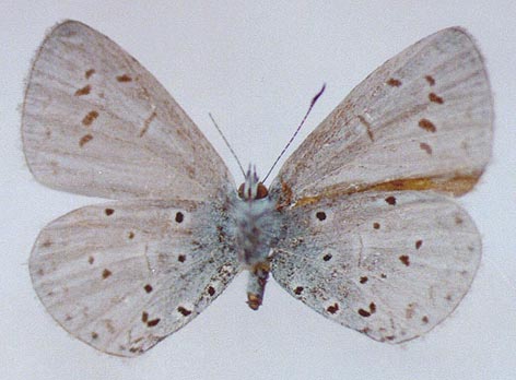 Celastrina phellodendroni, color image