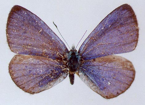 Celastrina phellodendroni, color image