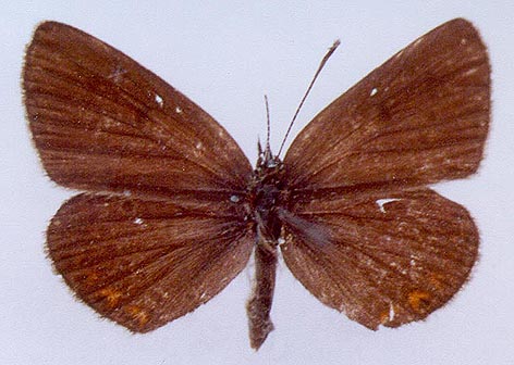 Eumedonia eumedon albica, color image