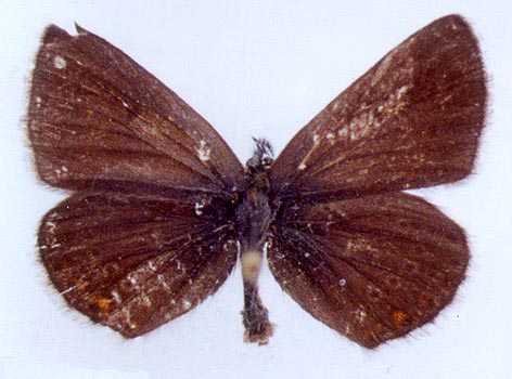 Eumedonia eumedon saargamorticus, paratype, color image