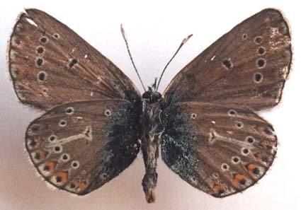 Eumedonia eumedon, Transbaikalia, color image