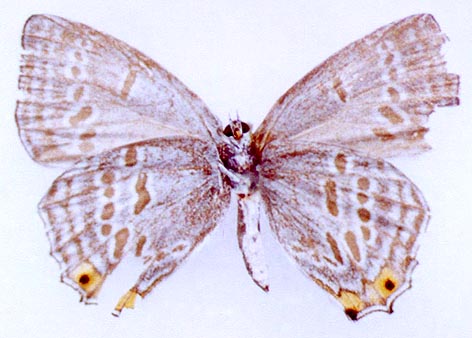 Goldia pacifica, color image