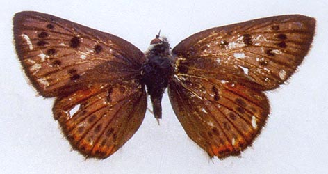 Heodes alciphron rubidus, color image