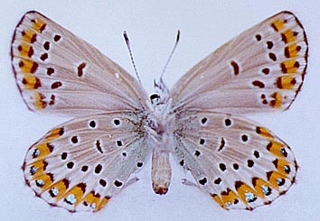 Lycaeides argyrognomon chalcha, color image