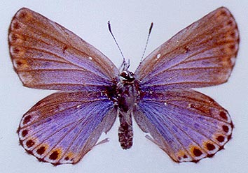 Lycaeides argyrognomon chalcha, color image