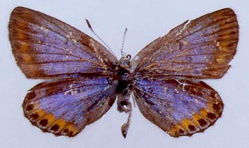 Lycaeides argyrognomon chalcha, color image