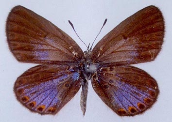 Lycaeides argyrognomon gabrieli, color image