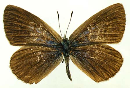 Maculinea alcon jenissejensis, female, upperside, color image