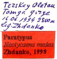 Paratype labels, color image