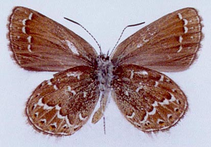 Neolycaena medea, color image