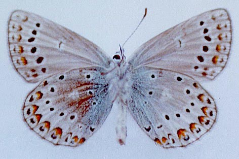 Plebejides sephyrus abchasicus, paratype, color image