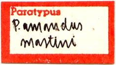 Paratype label, color image