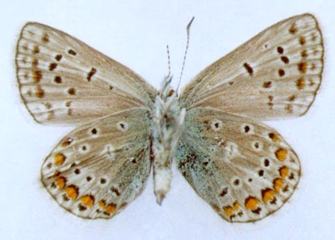 Polyommatus eros taimyrensis, allotype, color image