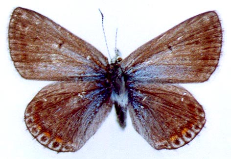 Polyommatus eros taimyrensis, alloptype, color image