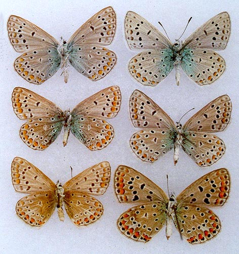 Polyommatus icarus korshunovi, color image