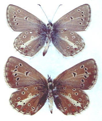 Pseudoaricia nicias, color image