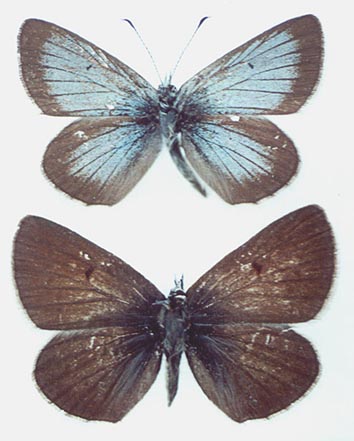 Pseudoaricia nicias, color image