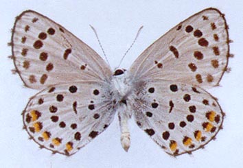 Pseudophilotes jacuticus, color image