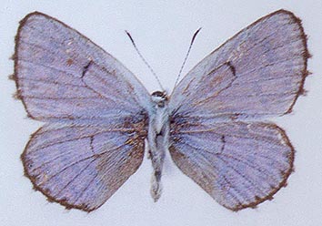 Pseudophilotes jacuticus, color image